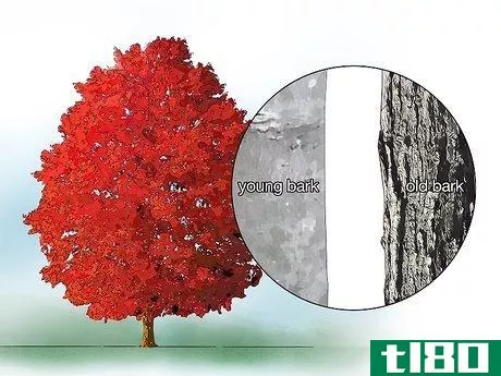 Image titled Identify Common Species of Maple Trees Step 13