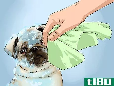 Image titled Groom Pugs Step 13