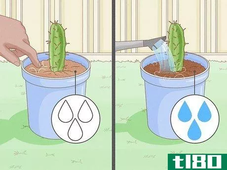 Image titled Grow Cactus in Containers Step 11