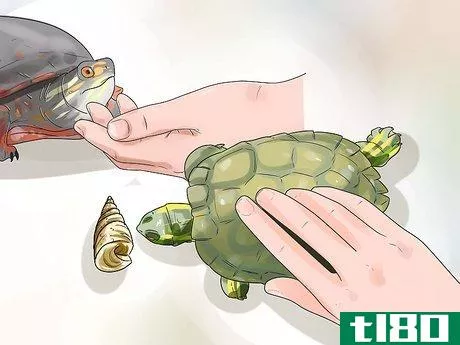 Image titled Keep Your Turtle Happy Step 10