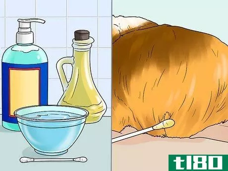 Image titled Keep Your Guinea Pigs Smelling Good Step 9