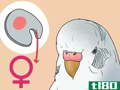 Image titled Identify Your Budgie's Gender Step 5