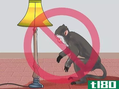 Image titled Keep Capuchin Monkeys As Pets Step 14