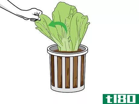 Image titled Grow Hydroponic Lettuce Step 16