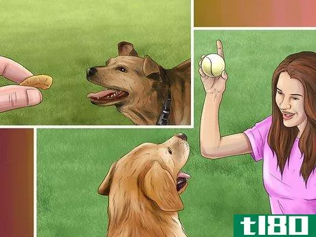 Image titled Give Your Dog Healthy Attention Step 11