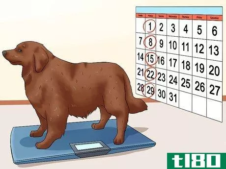 Image titled Help Your Dog Lose Weight Step 12