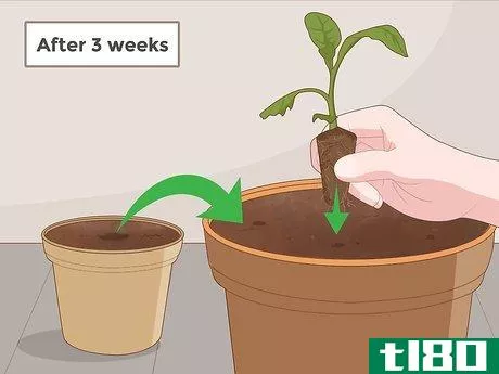 Image titled Grow Tobacco Step 5