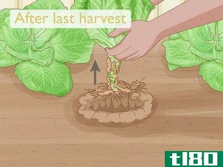 Image titled Harvest Cabbage Step 7