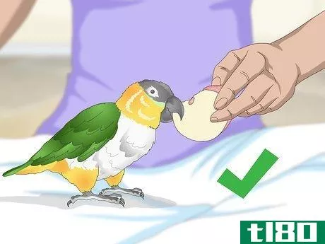 Image titled Handle Your Caique Parrot Step 7