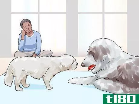 Image titled Have a Successful First Day with a New Dog Step 15