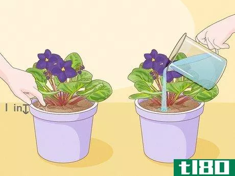 Image titled How Often Do You Water an African Violet Step 2