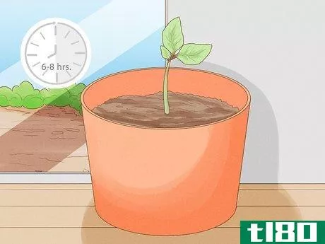 Image titled Grow Basil Cuttings Step 10