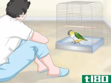 Image titled Handle Your Caique Parrot Step 8