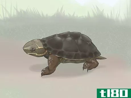 Image titled Identify Turtles Step 3