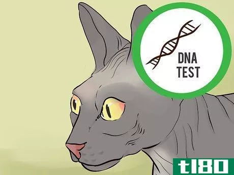 Image titled Identify a Sphynx Cat Step 12
