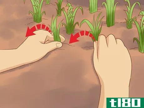 Image titled Grow Cucumbers Step 2