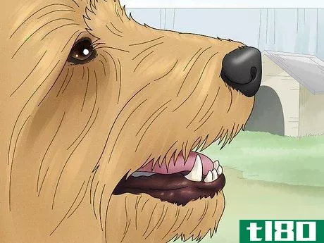 Image titled Identify a Silky Terrier Step 5