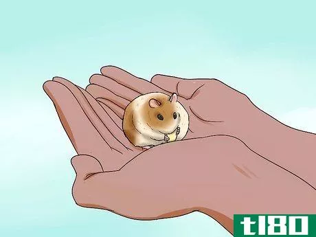 Image titled Handle a Hamster Without Being Bitten Step 4