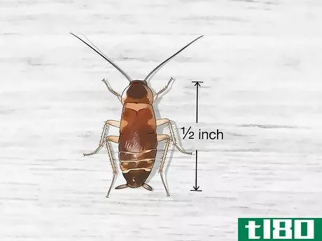 Image titled Identify a Cockroach Step 23