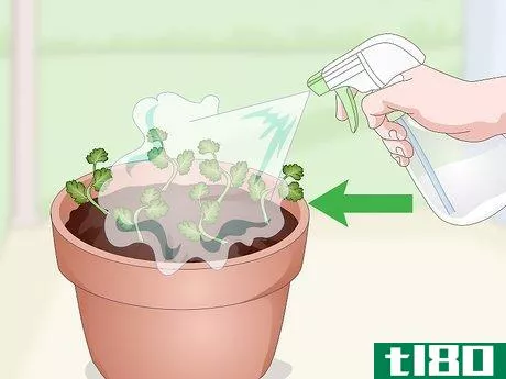Image titled Grow Cilantro Indoors Step 12