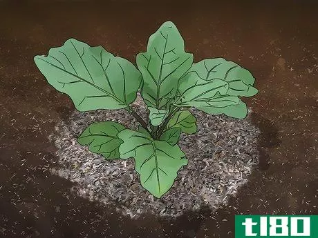 Image titled Grow Eggplant Step 11