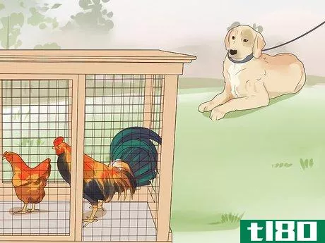 Image titled Introduce a Dog to Pet Chickens Step 10