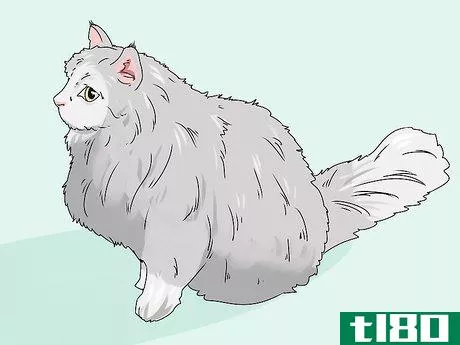 如何识别一只西伯利亚猫(identify a siberian cat)