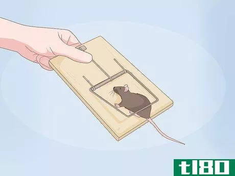 Image titled Get Rid of Rats in Apartment Buildings Step 6