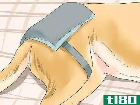 Image titled Help Dogs with Joint Problems and Stiffness Step 11
