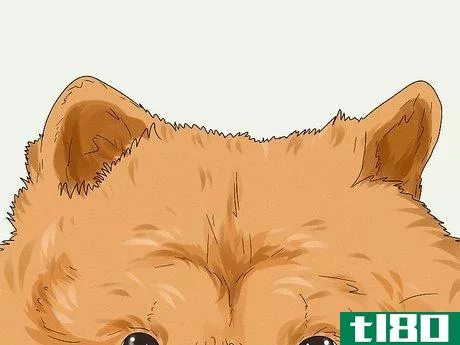 Image titled Identify a Chow Chow Step 3