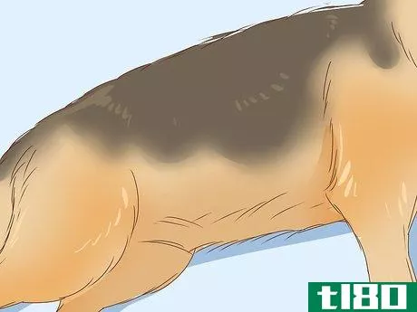 Image titled Identify a German Shepherd Step 1