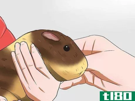 Image titled Keep Guinea Pigs when You Have Cats Step 9