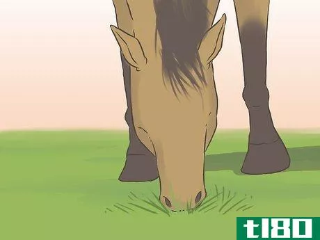 Image titled Get a Horse Fit Step 17