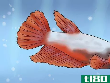 如何识别不同的贝塔鱼(identify different betta fish)