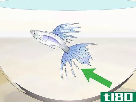 Image titled Keep Guppies Healthy Step 14