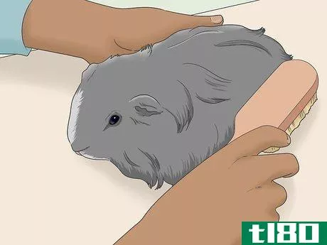 Image titled Get Knots Out of a Guinea Pig's Fur Step 10
