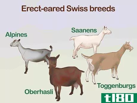 Image titled Identify Goat Breeds Step 2