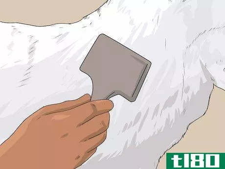 Image titled Groom a Siberian Husky Step 13