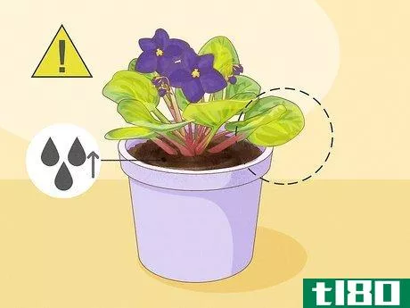 Image titled How Often Do You Water an African Violet Step 6