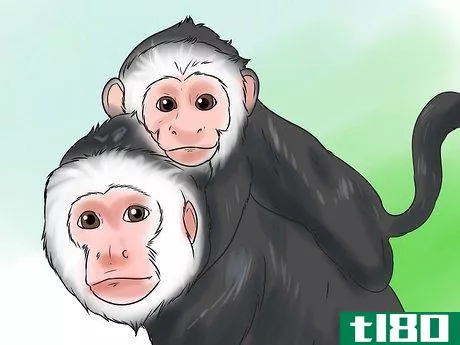 Image titled Keep Capuchin Monkeys As Pets Step 5