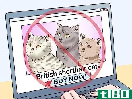 Image titled Identify a British Shorthair Cat Step 14