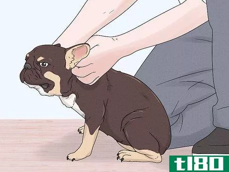 Image titled Identify a French Bulldog Step 9