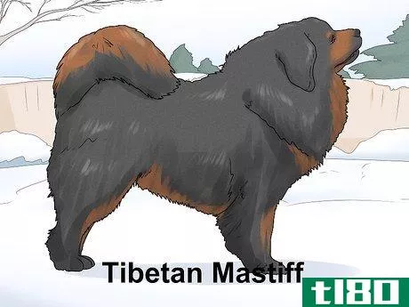Image titled Identify a Mastiff Step 17