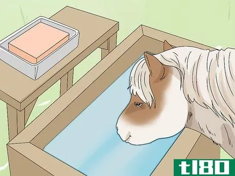 Image titled Keep a Miniature Horse Fit Step 20