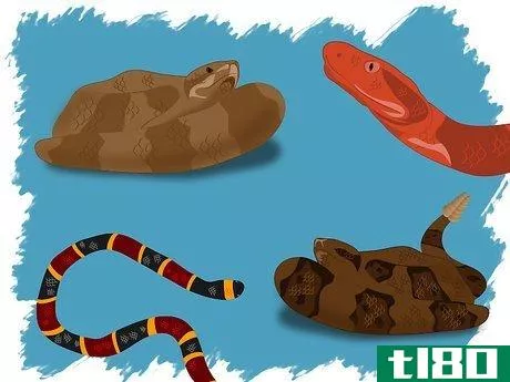 如何识别毒蛇(identify a venomous snake)