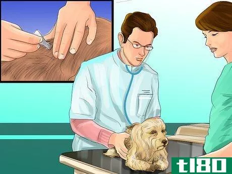 Image titled Help an Itching Dog Step 2