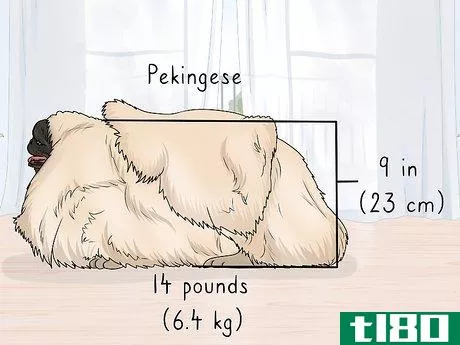 Image titled Identify a Pekingese Step 1