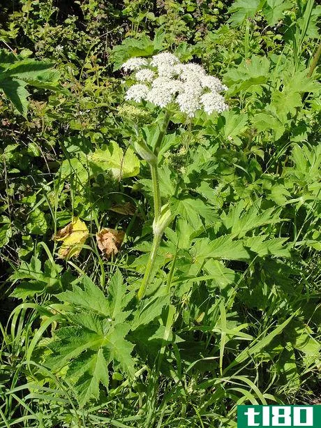 Image titled Cow parsnip (Heracleum maximum) on Point Reyes Wittenberg Trail