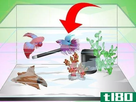 Image titled Have a Happy Betta Fish Step 15