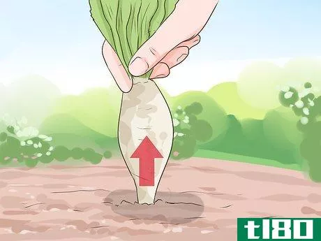 Image titled Harvest Chicory Step 2